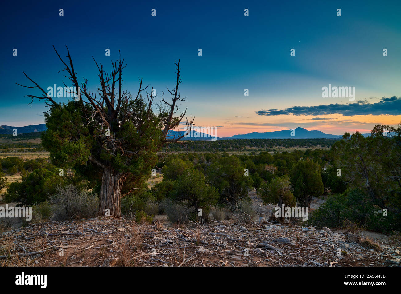 Weather Pine Tree with Distant Mountains. Stock Photo