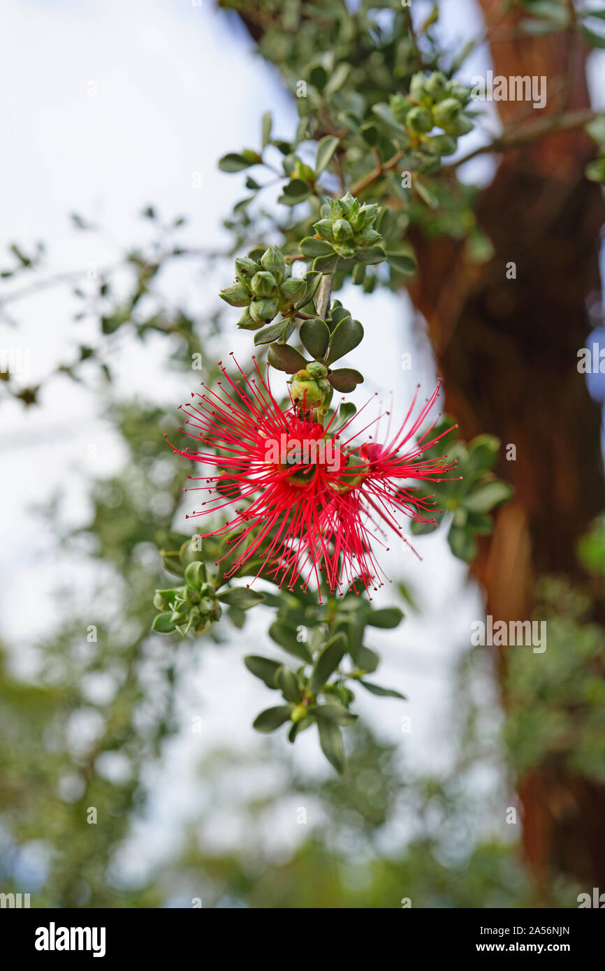 View of a red Granite Kunzea (Kunzea pulchella) flower in Australia Stock Photo