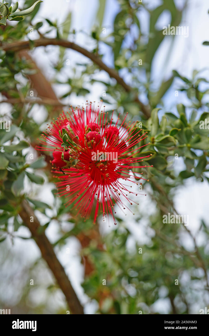 View of a red Granite Kunzea (Kunzea pulchella) flower in Australia Stock Photo
