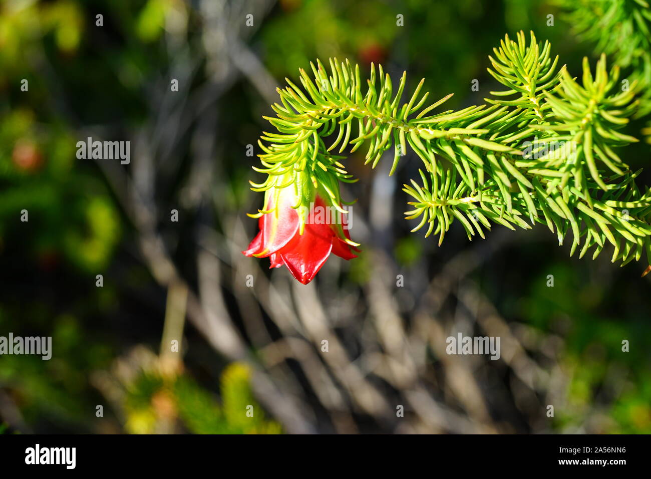 View of a red Gillham’s Bell (Darwinia Oxylepis) flower in Australia Stock Photo
