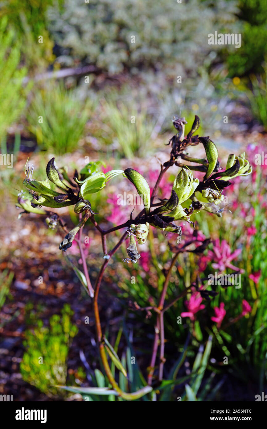 View of a Black Kangaroo Paw flower (Macropidia fuliginosa) in