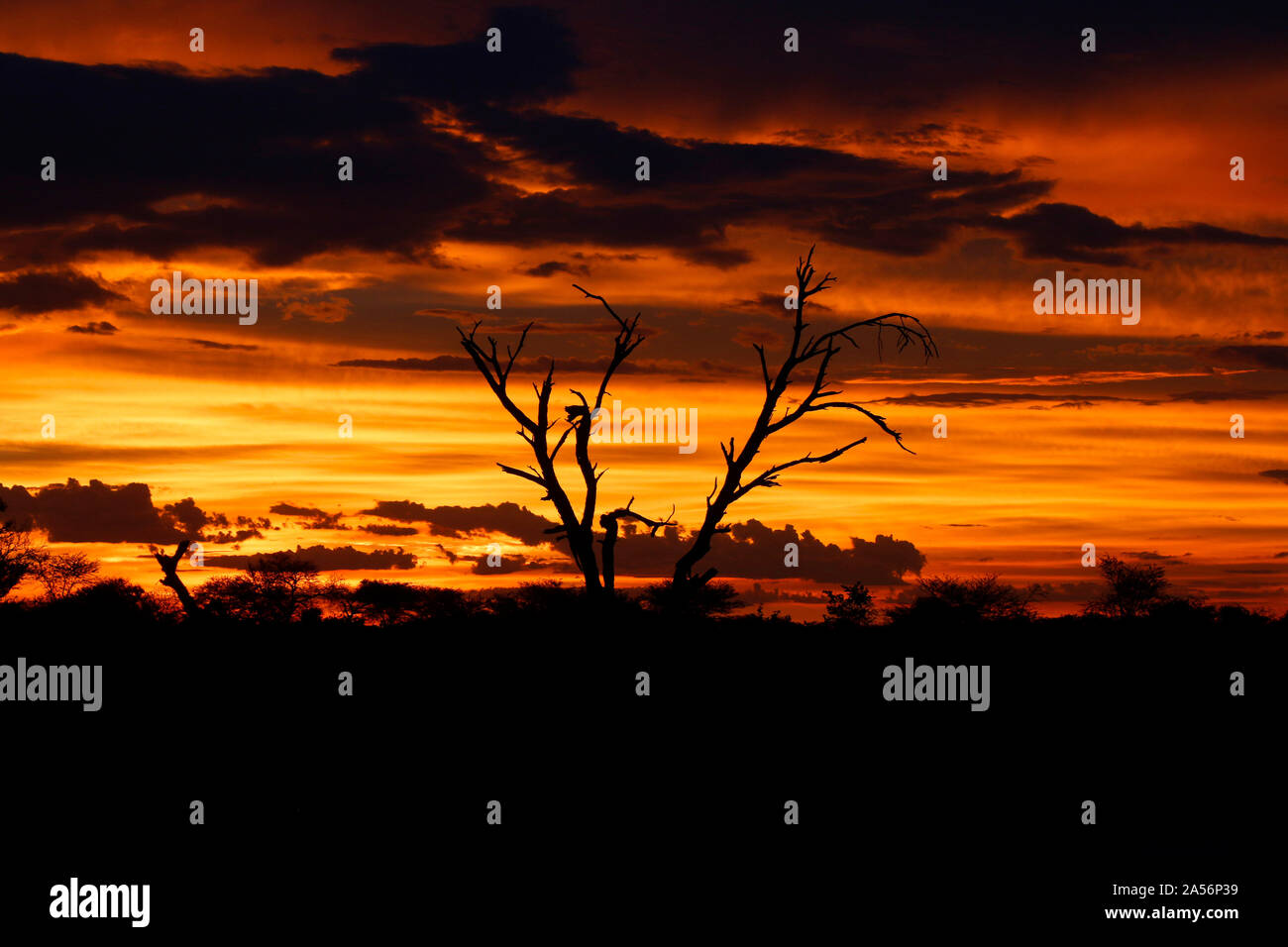 Sonnenuntergang im Chobe Nationalpark, Botswana. Stock Photo