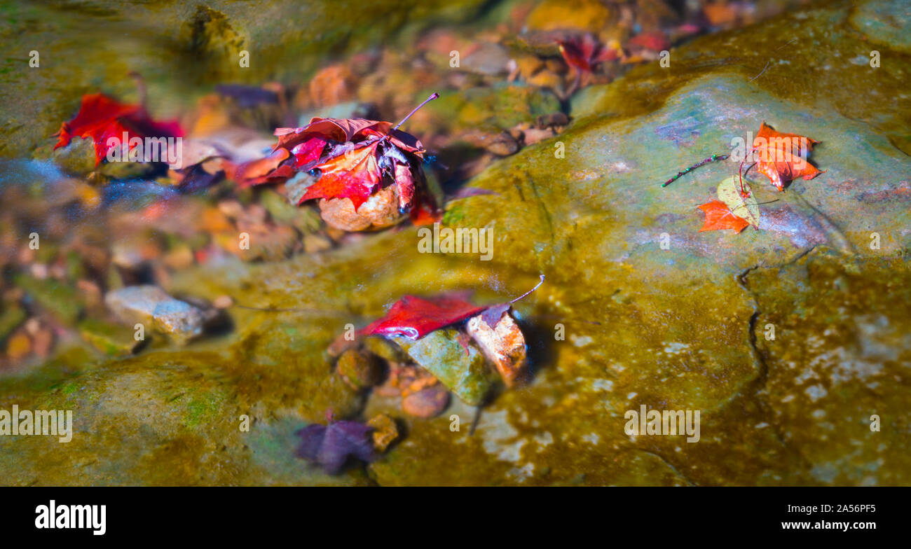 Leafs Caught on Rocks in a Creek. Stock Photo