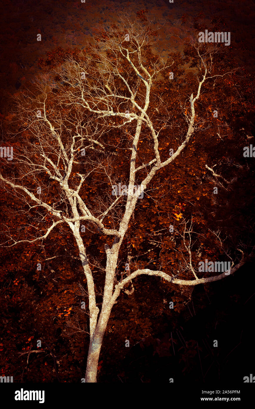 Dead Tree Colorized Stock Photo - Alamy