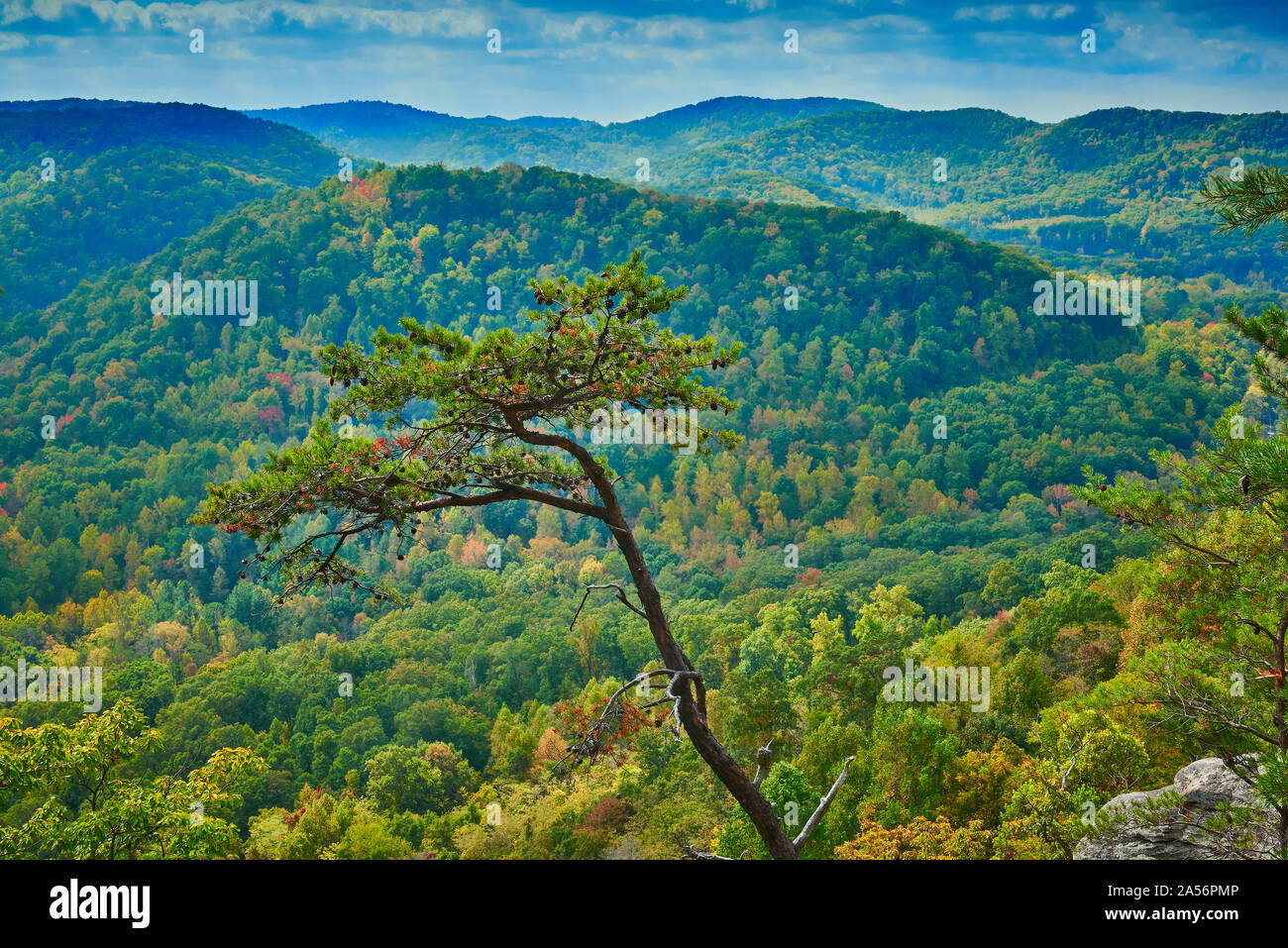 Tree at Scenic Overlook. Stock Photo