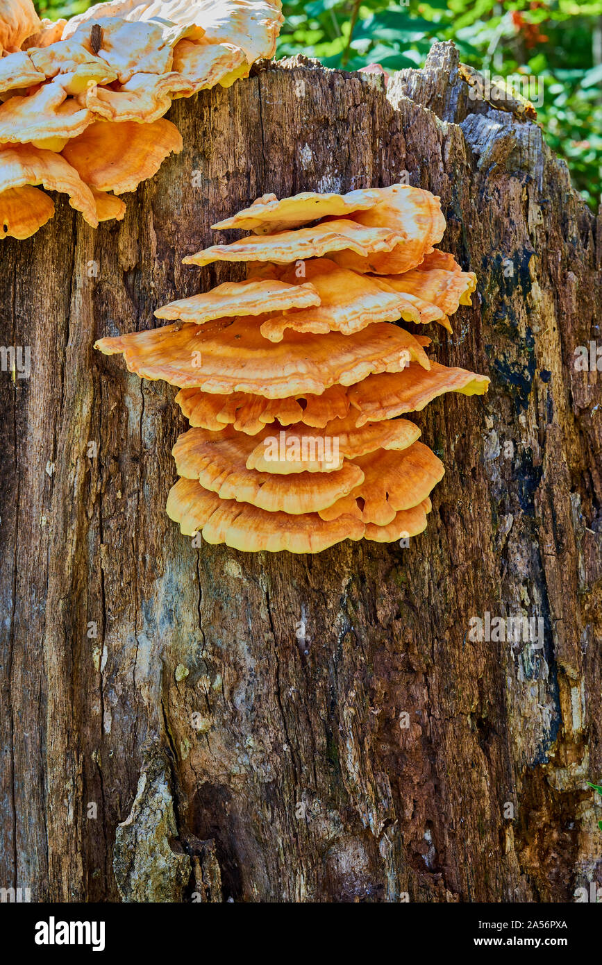 Fungus on tree stump hires stock photography and images Alamy
