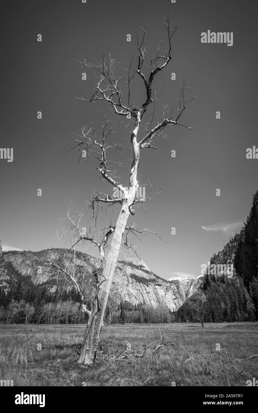 Dead Weathered Tree in Yosemite Valley Stock Photo Alamy