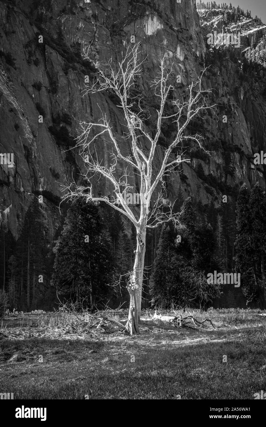 Dead Tree in Yosemite Valley B&W Stock Photo Alamy