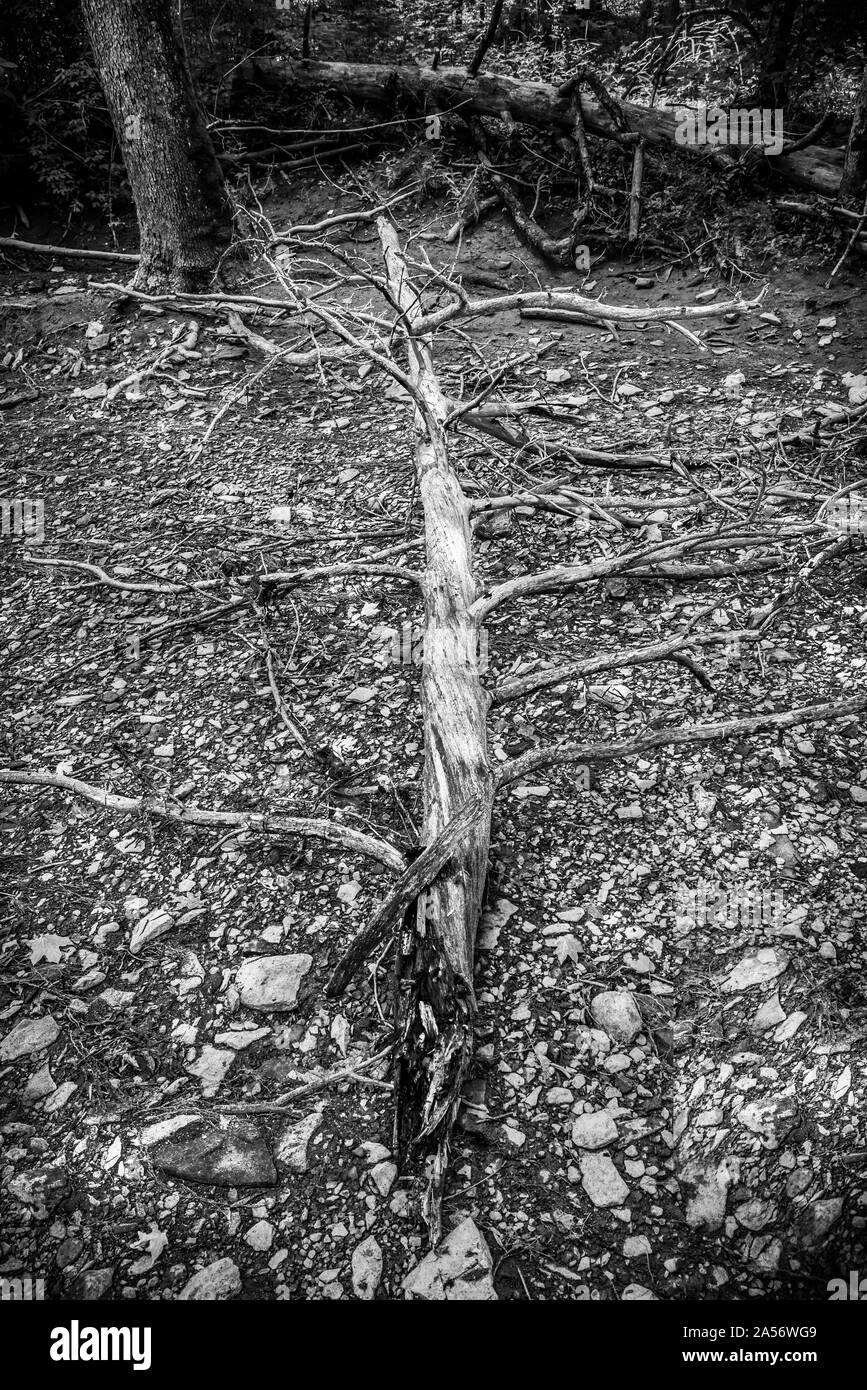 Dead Tree in Riverbed Stock Photo Alamy
