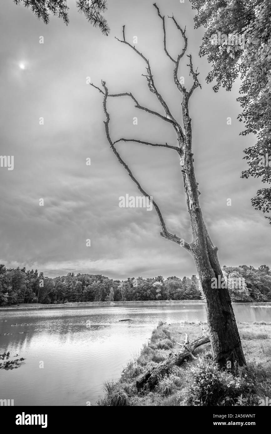 Dead Tree at Kendall Lake. Stock Photo
