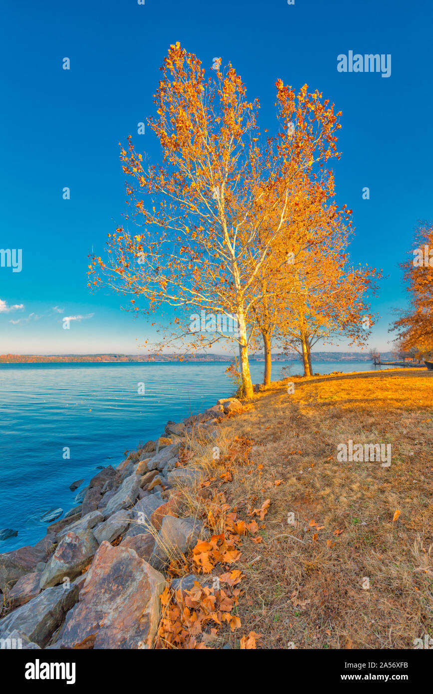 Trees by Lake Dardanelle Stock Photo Alamy