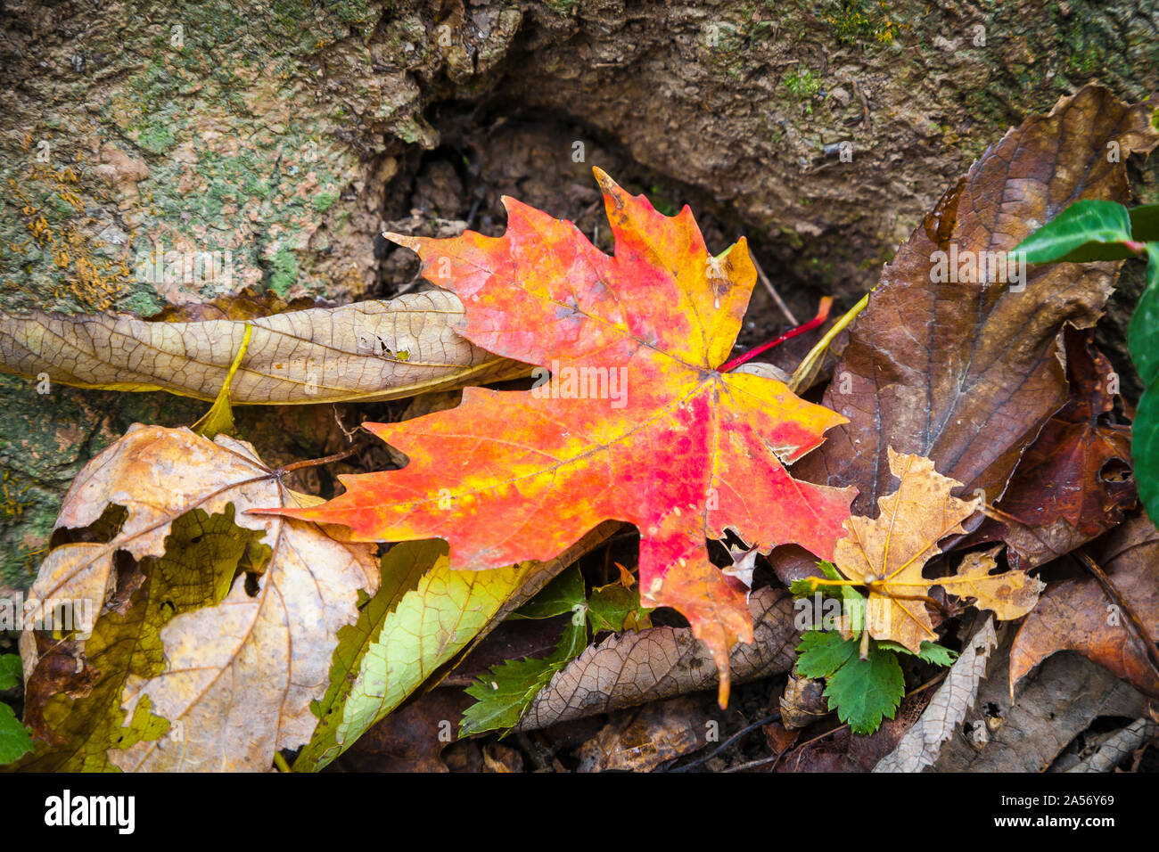 Mape leaf laying at the base of a tree Stock Photo - Alamy
