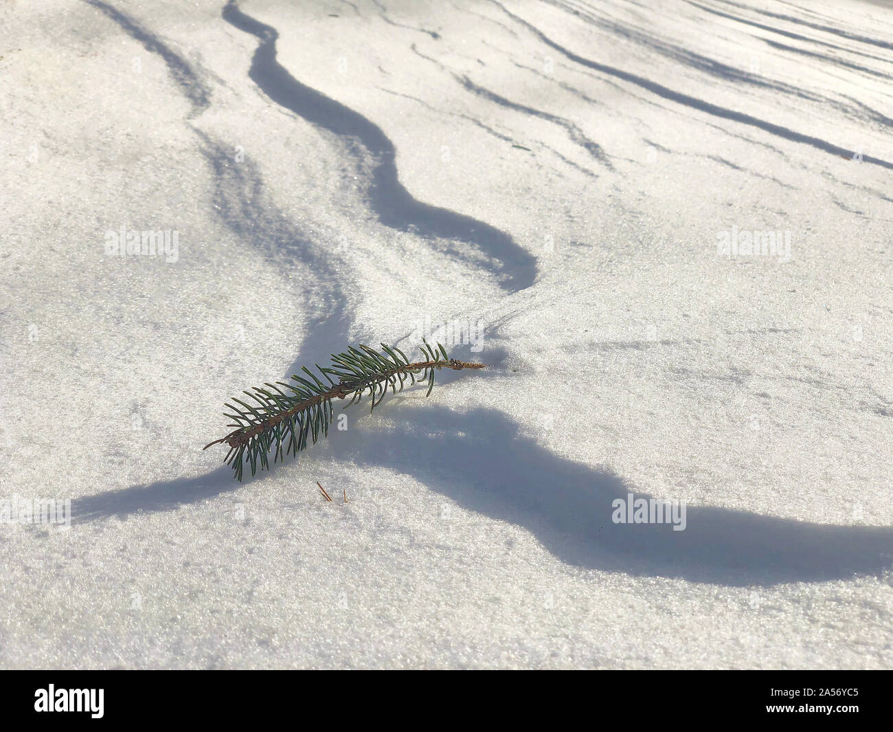 Branch pine tree covered hi-res stock photography and images - Alamy
