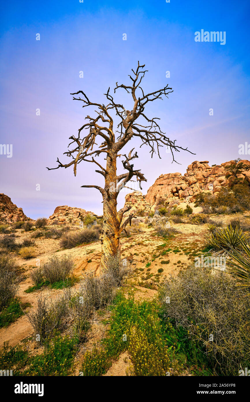 Dead pine tree at Joshua Tree National Park. Stock Photo