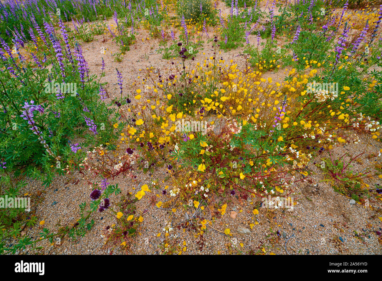 Desert california bloom joshua tree hires stock photography and images Alamy