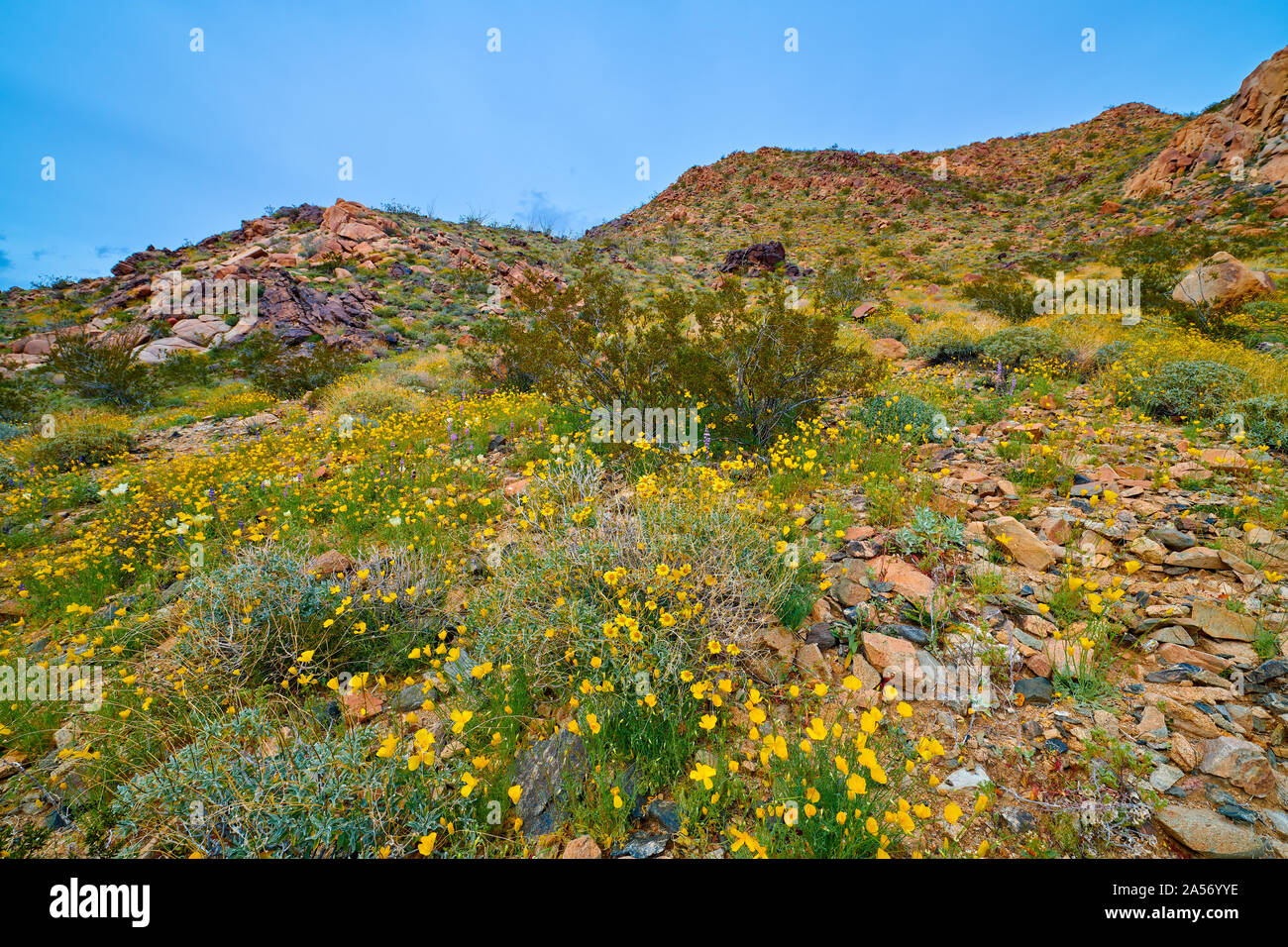 Super bloom hires stock photography and images Alamy