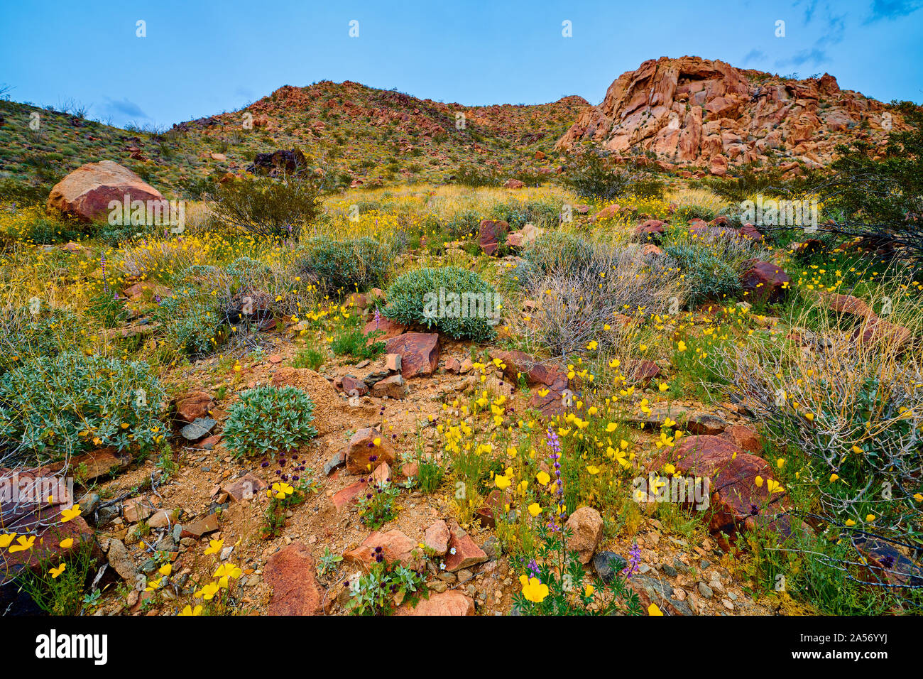 Super bloom hi-res stock photography and images - Alamy