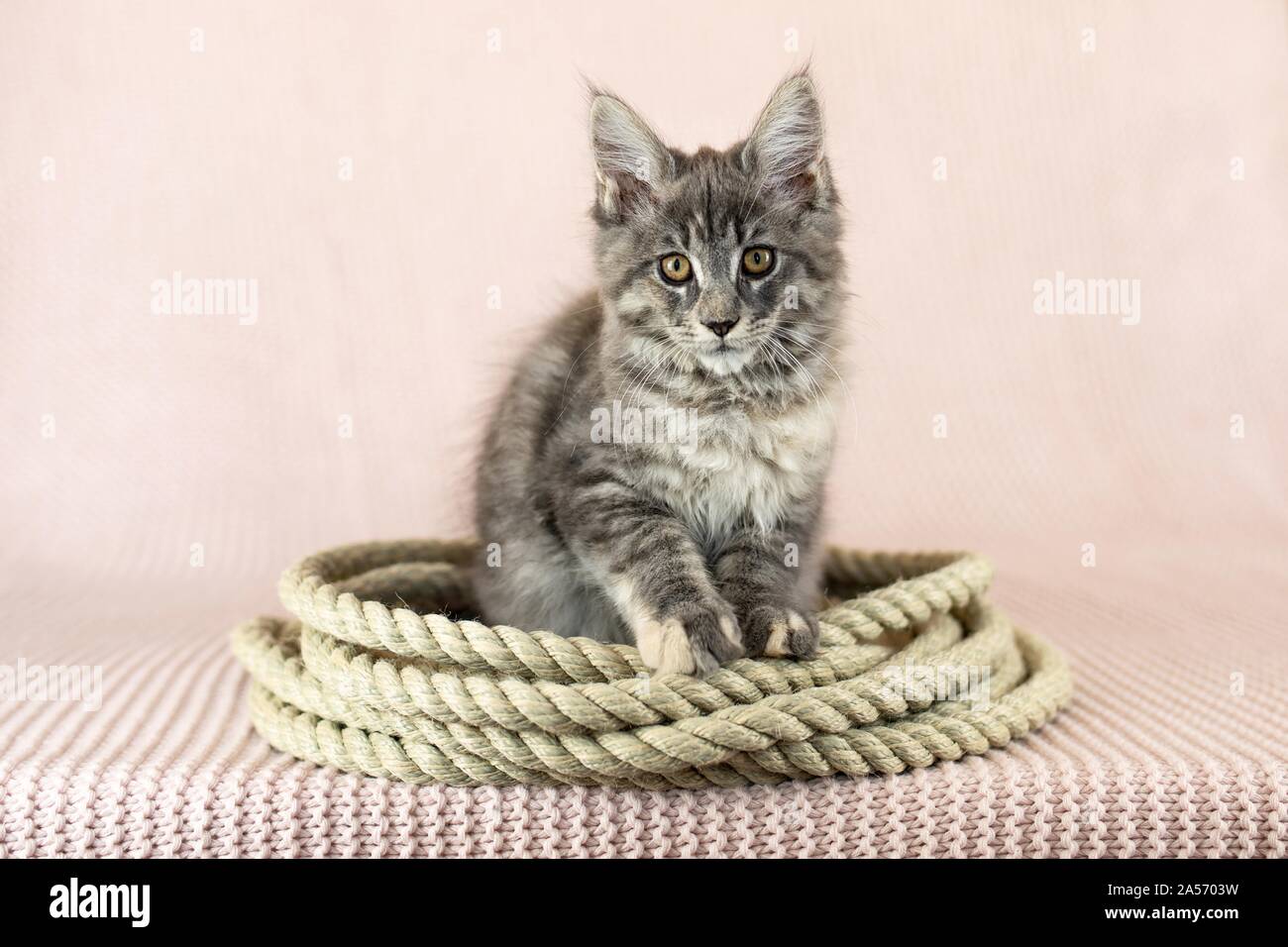 Maine Coon Kitten Stock Photo