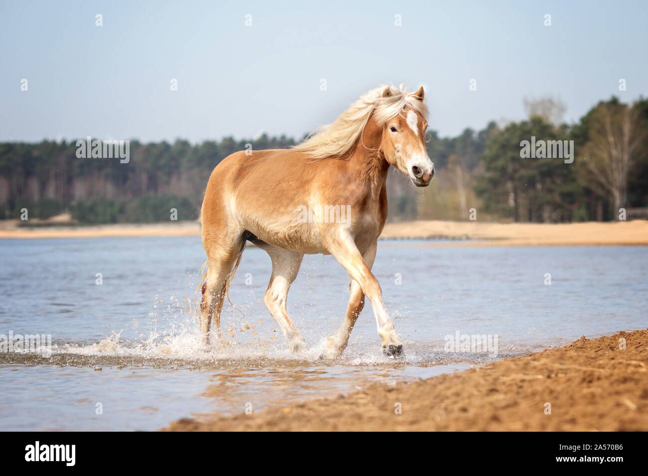 trotting Haflinger horse Stock Photo