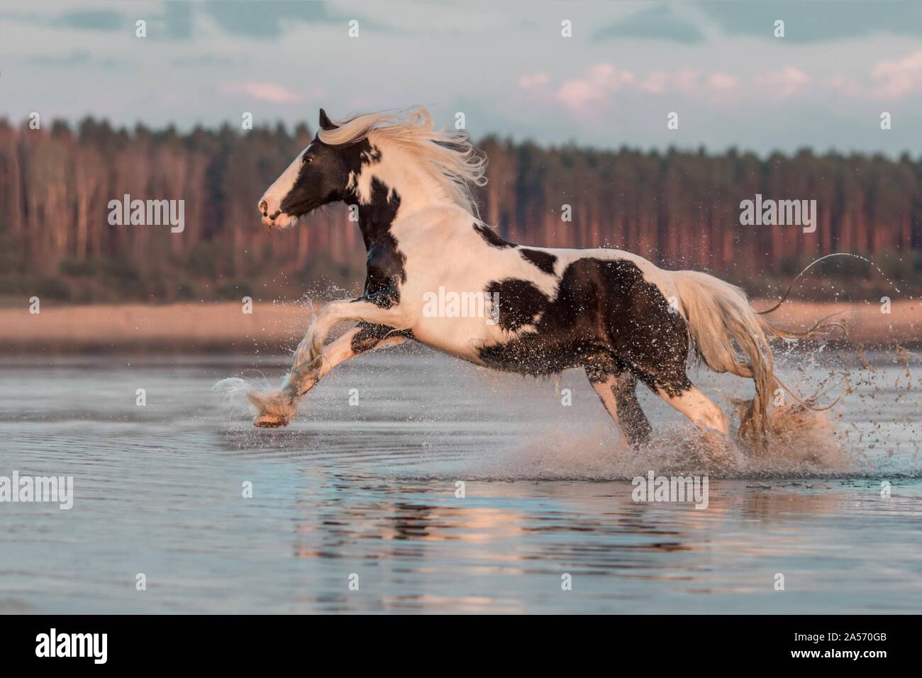 galloping Irish Tinker Stock Photo Alamy