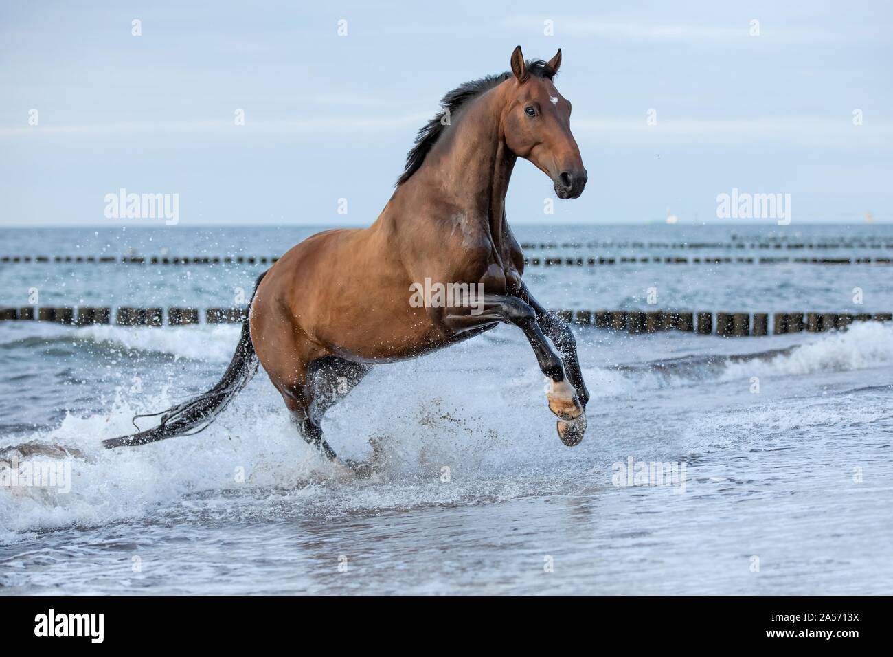 galloping warmblood Stock Photo