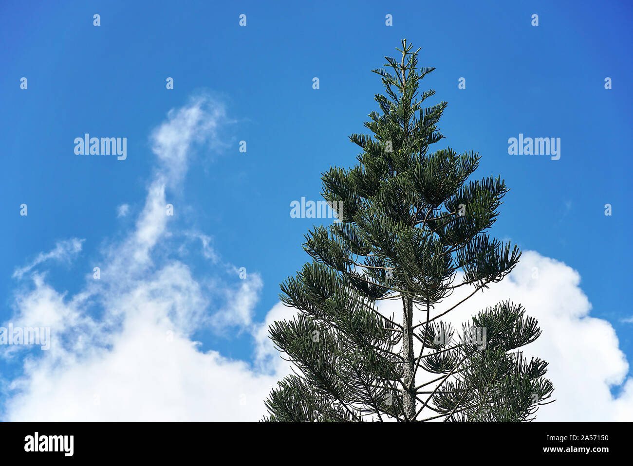 Pine tree with blue sky background, travel concept Stock Photo - Alamy