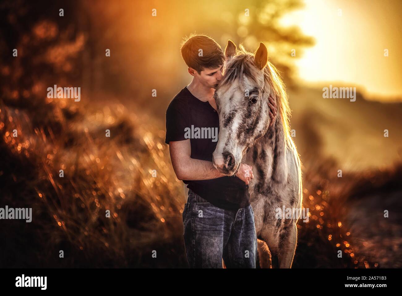 A grey appaloosa horse hires stock photography and images Alamy