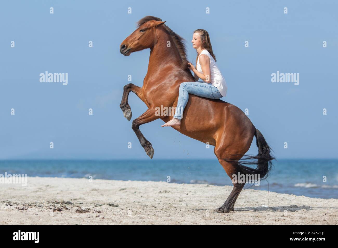 woman rides warmblood Stock Photo