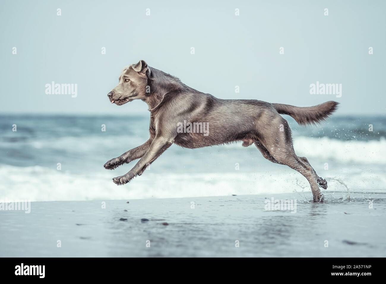 Labrador Retriever at the sea Stock Photo