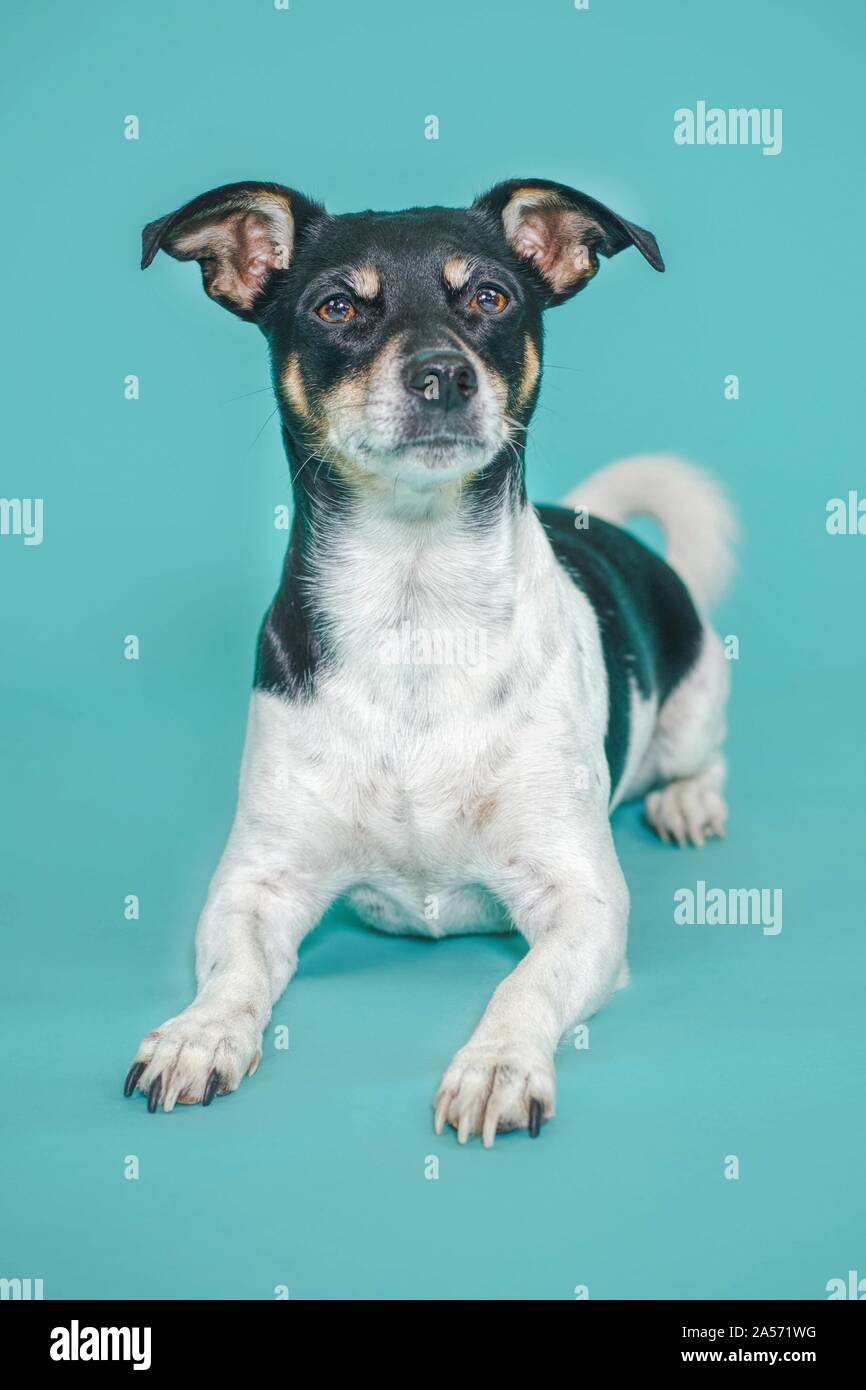 lying Jack Russell Terrier Stock Photo