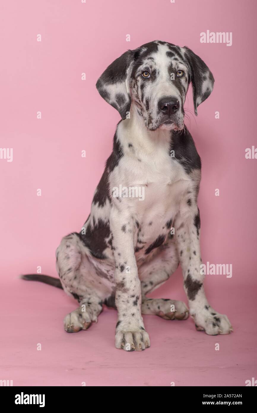 sitting young great dane Stock Photo