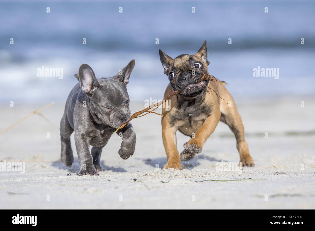 two french bulldog puppies Stock Photo