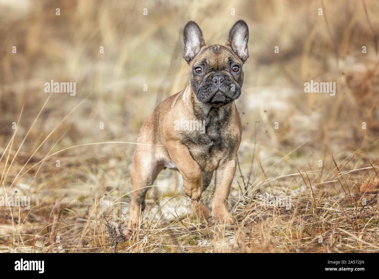 standing french bulldog puppy Stock Photo