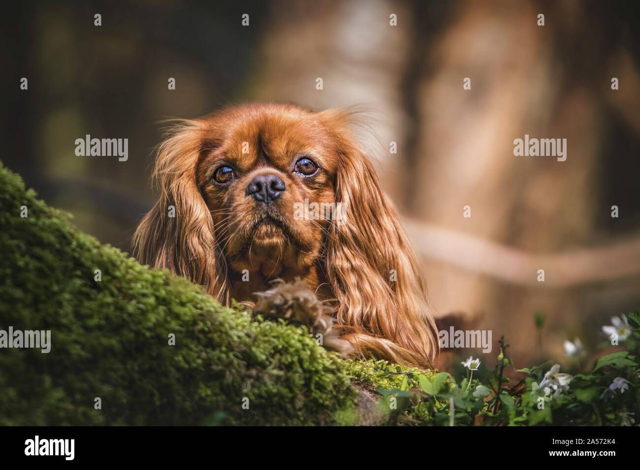 Cavalier King Charles Spaniel in the forest Stock Photo