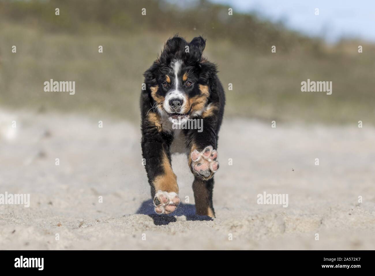 running Bernese Mountain Dog puppy Stock Photo Alamy