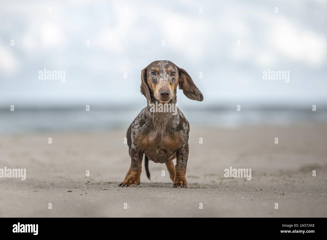 Dachshund at the beach Stock Photo Alamy