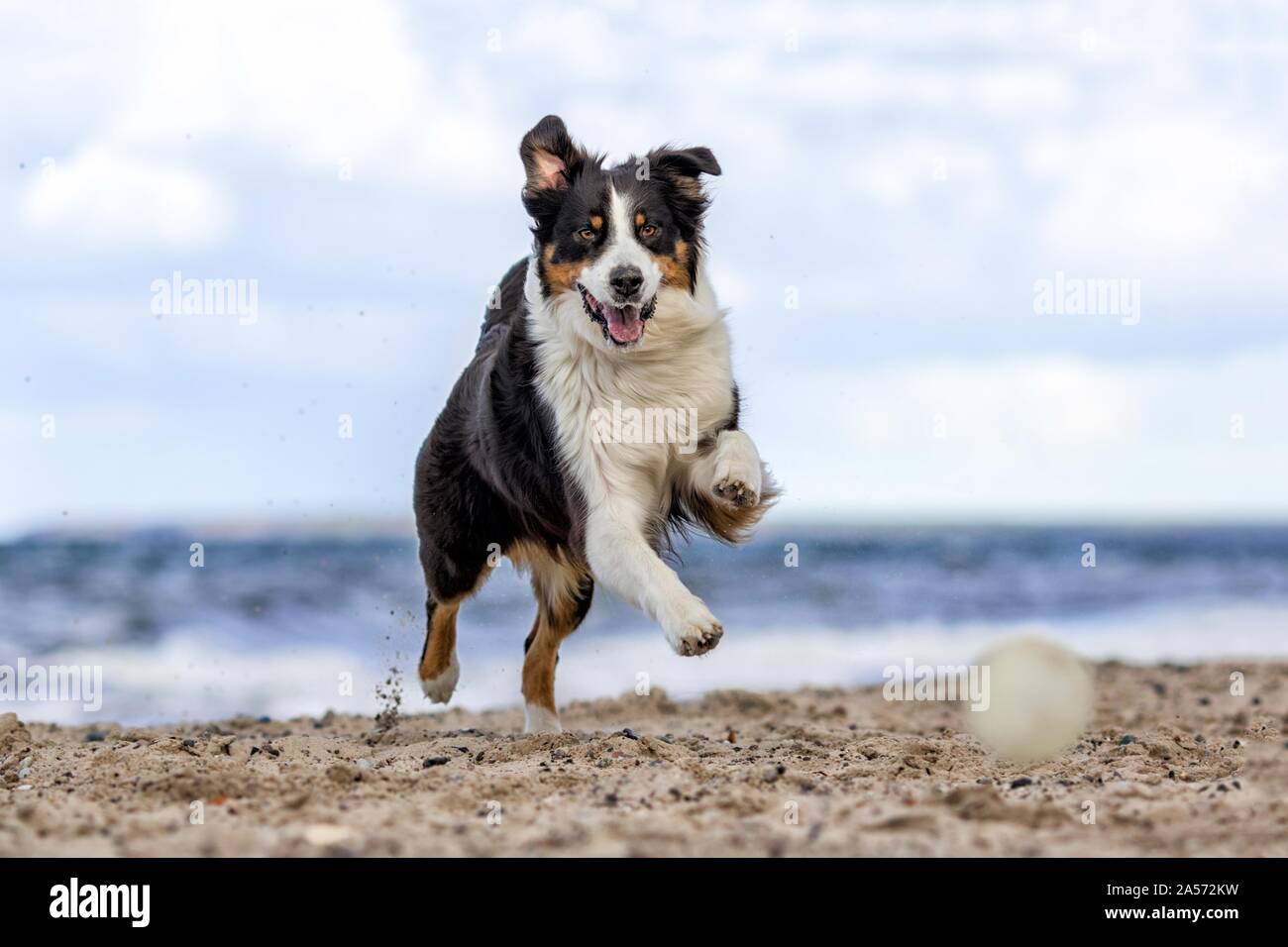 running Australian Shepherd Stock Photo Alamy