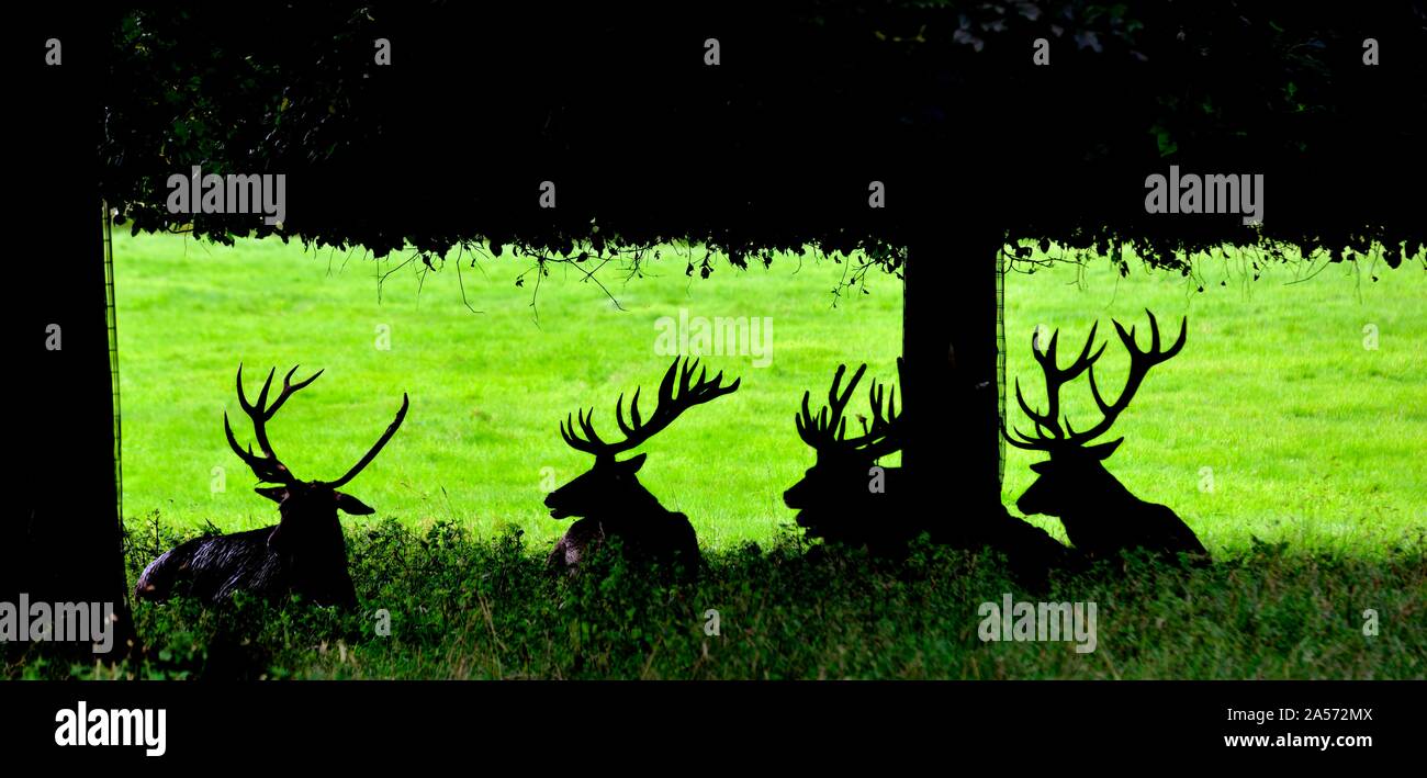 A silhouette of red deer laying down under a tree in the shade,Wollaton Park,Nottingham,England,UK Stock Photo