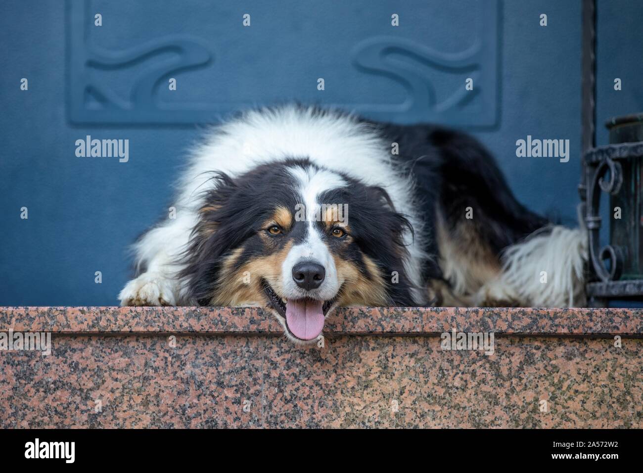 lying Border Collie Stock Photo