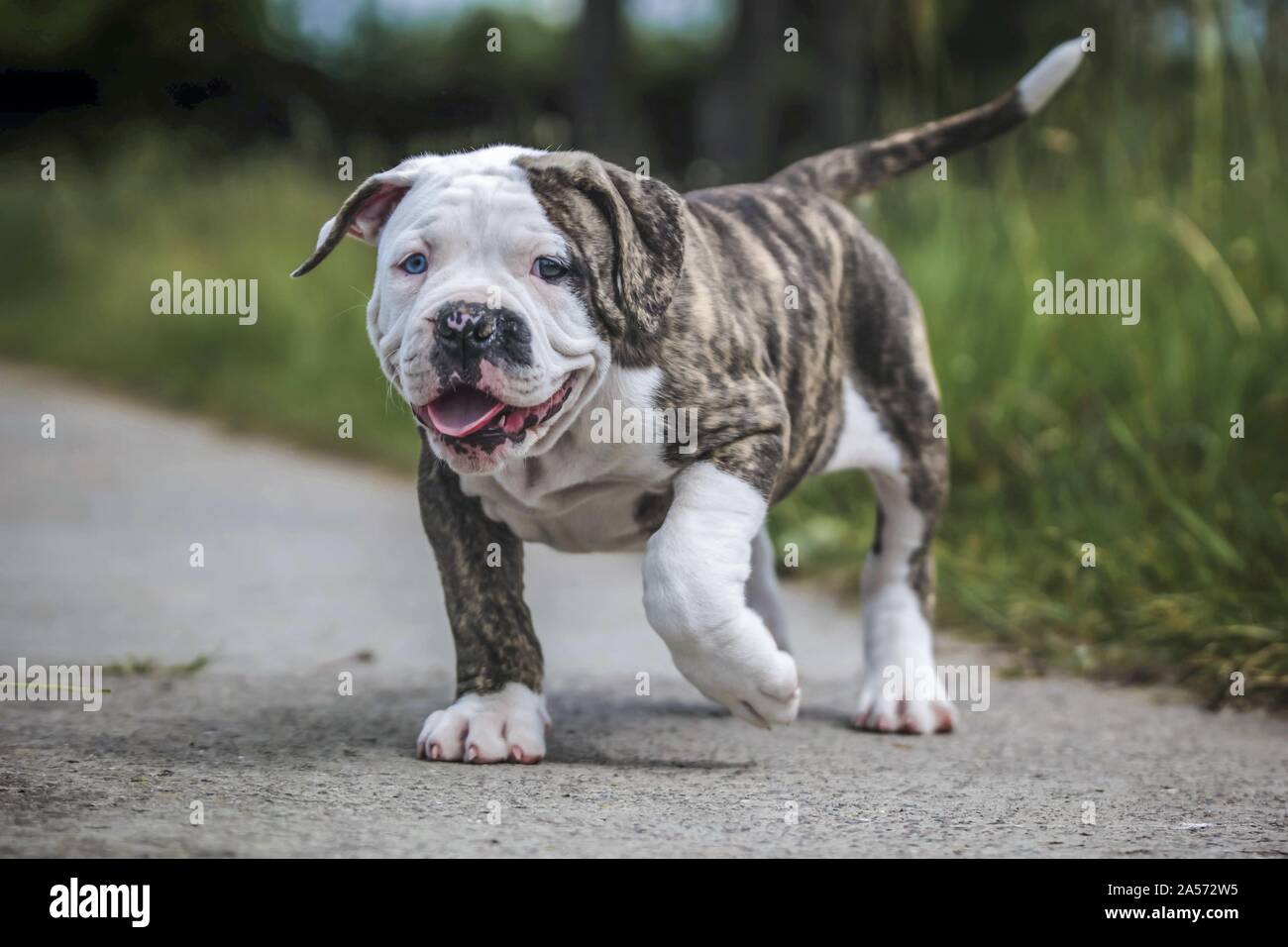Merle american bulldog online