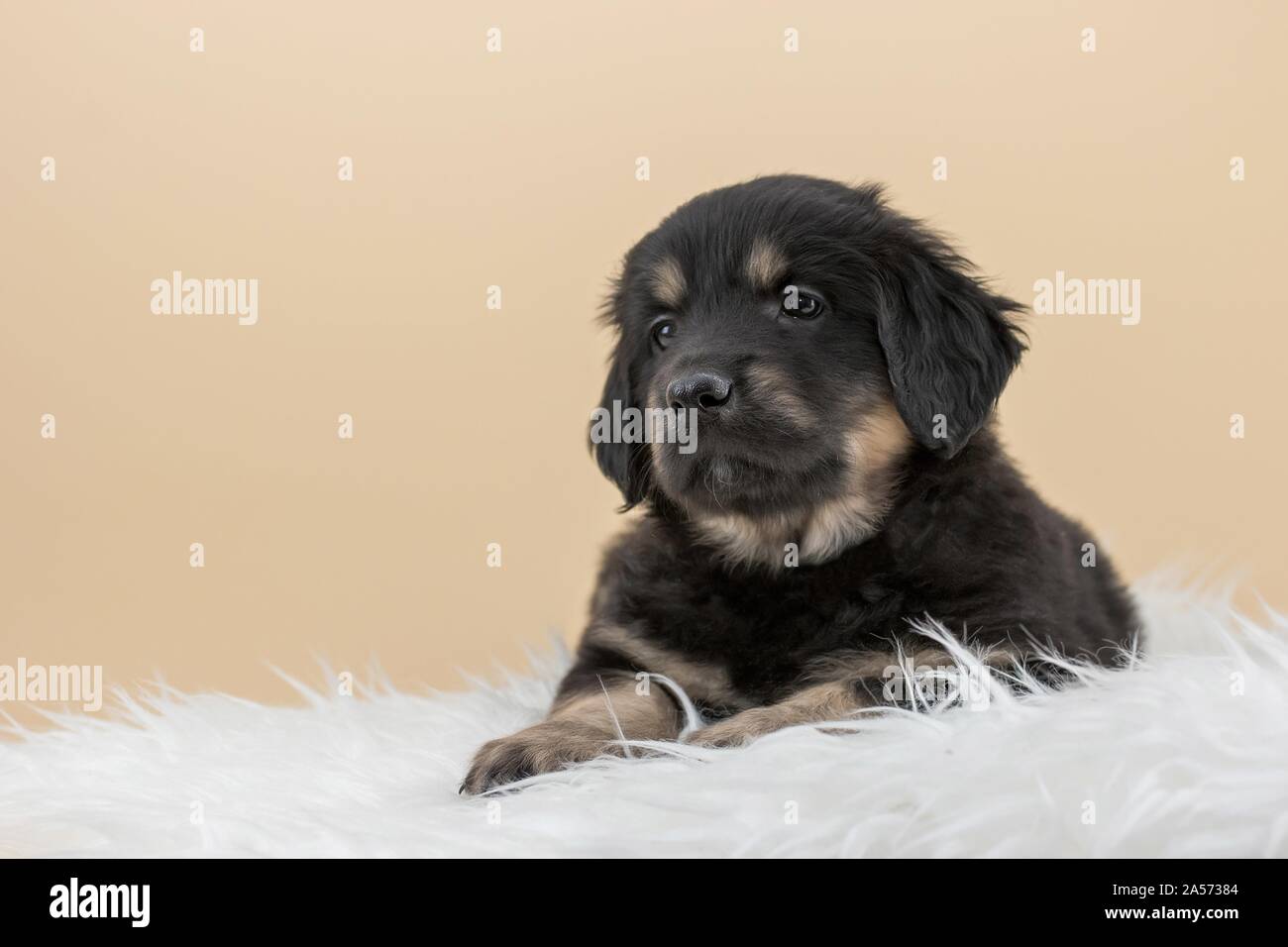 Hovawart puppy on sheepskin Stock Photo