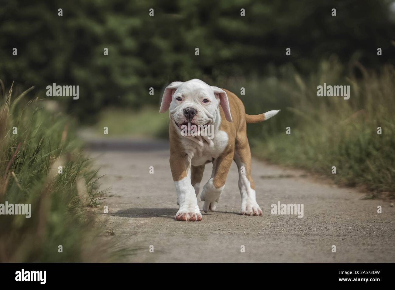 walking American Bulldog Puppy Stock Photo