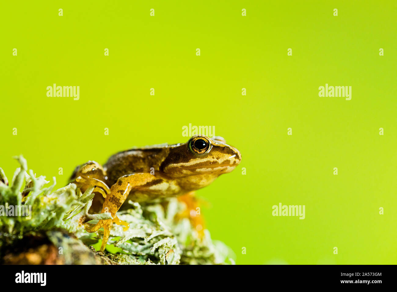 Welsh Frog Common frog in autumn in mid Wales Stock Photo - Alamy