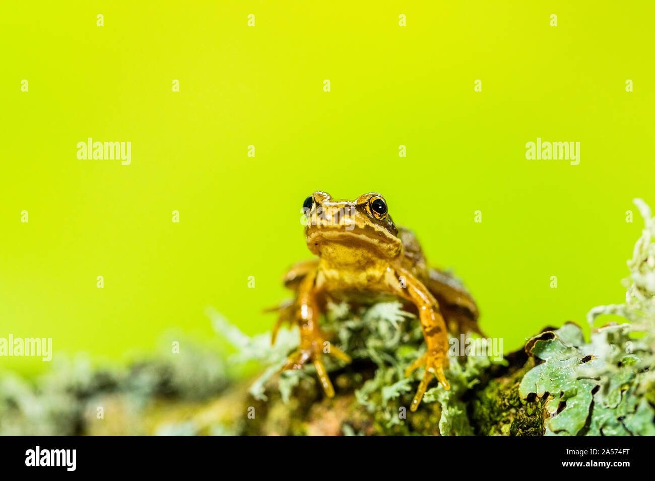 Welsh Frog Common frog in autumn in mid Wales Stock Photo - Alamy
