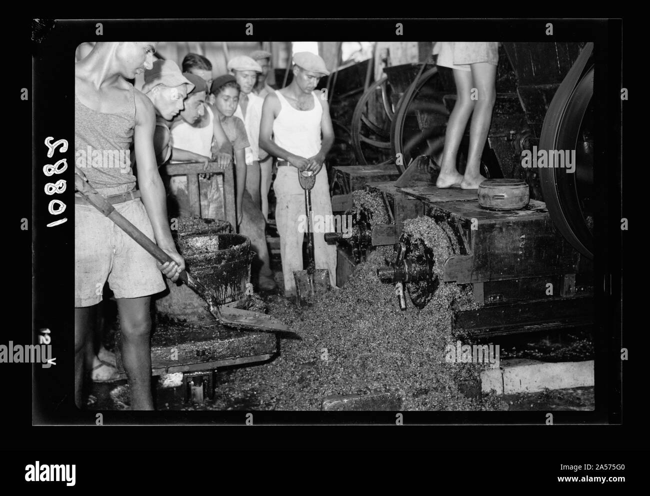 Vintage activities at Richon-le-Zion, Aug. 1939. Close up of stems & seeds, etc. thrown out from crusher by centrifugal force Stock Photo