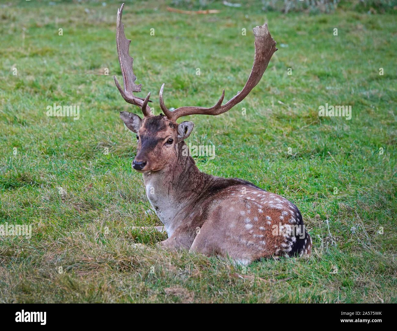 Portrait of a male or buck  fallow deer, Dama dama, a common species of deer throughout Europe. Stock Photo