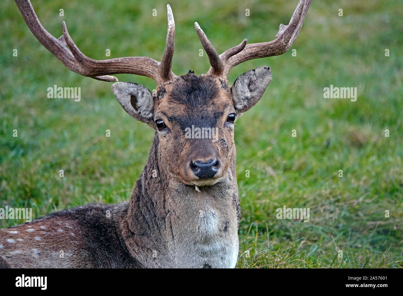 Portrait of a male or buck  fallow deer, Dama dama, a common species of deer throughout Europe. Stock Photo
