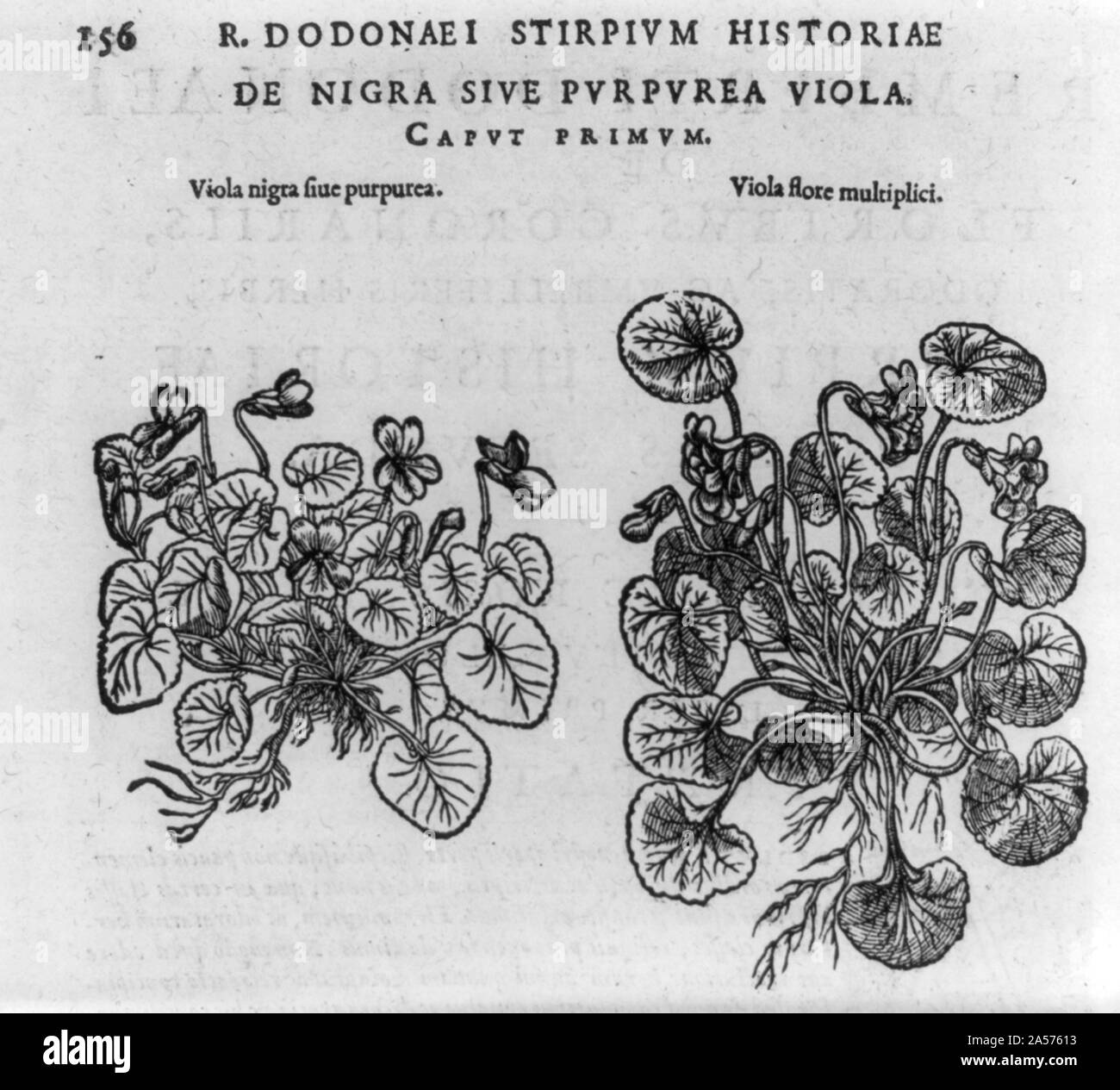 Viola nigra fiue purpurea [and] Viola flore multiplici Stock Photo