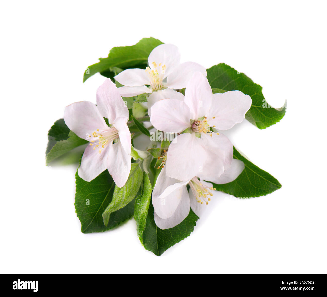 Apple tree flowers isolated on white background. Spring blossoms Stock Photo