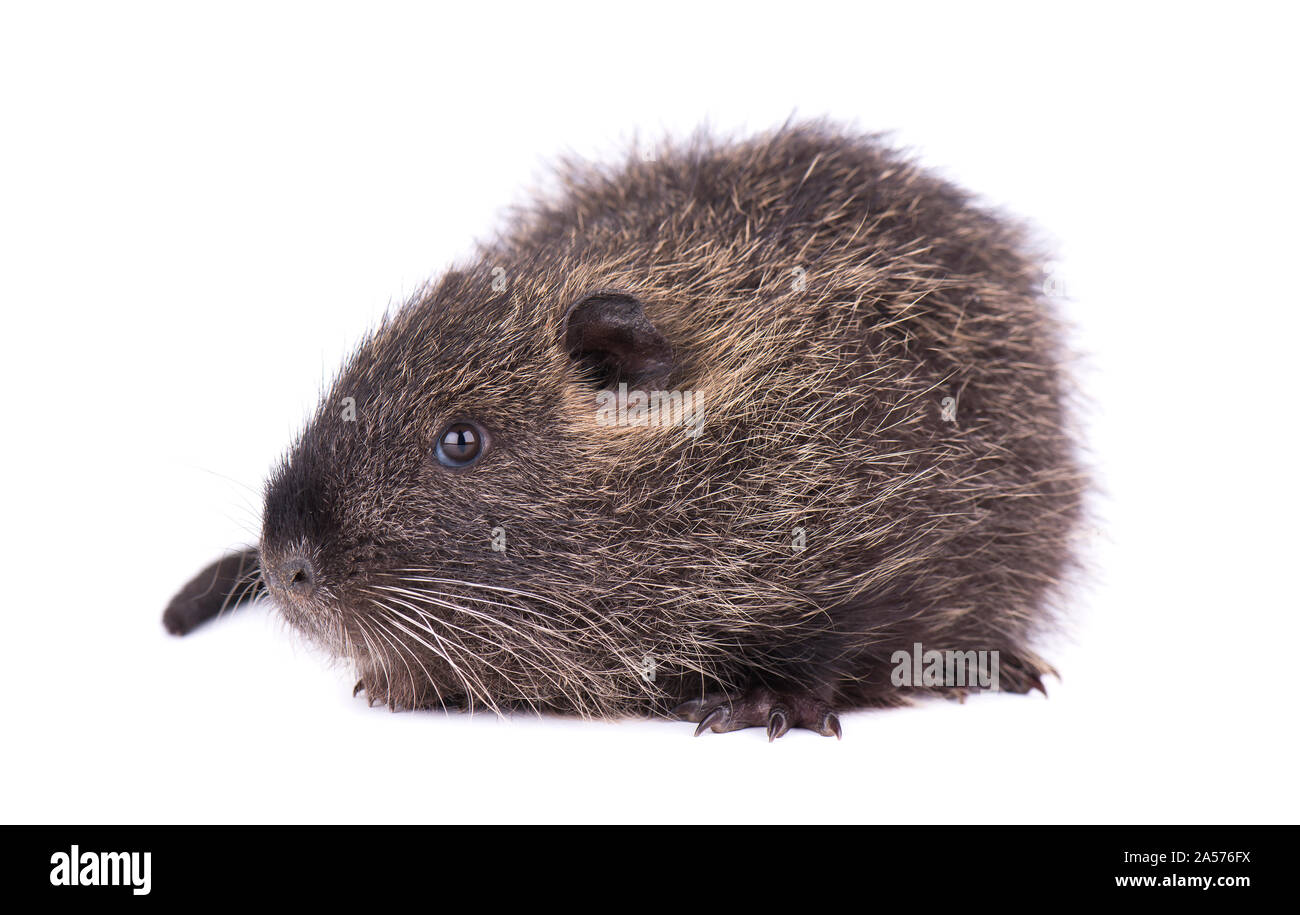 Baby nutria isolated on white background. One brown coypu (Myocastor coypus) isolated. Stock Photo